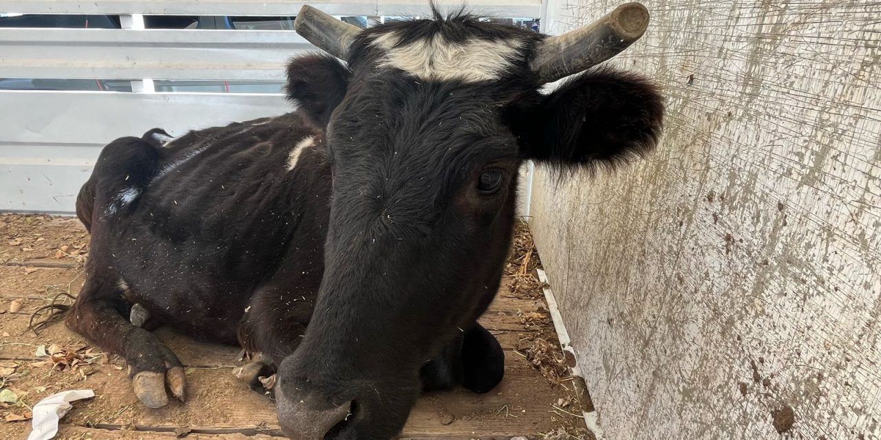 Rescata RAMM vaca de Lienzo Charro “Adolfo López Mateos”