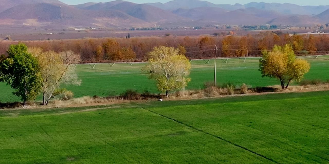 Mejoró Socorro Durán su producción de alfalfa gracias al apoyo de Gobierno del Estado
