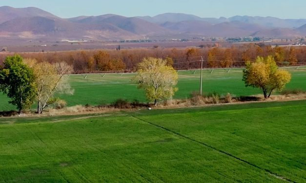 Mejoró Socorro Durán su producción de alfalfa gracias al apoyo de Gobierno del Estado