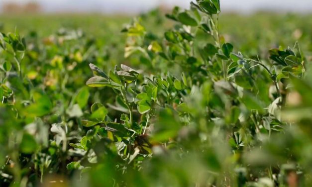 Mejoró Socorro Durán su producción de alfalfa gracias al apoyo de Gobierno del Estado