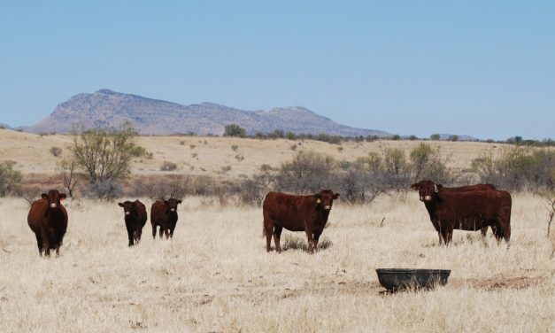 Realiza Unión Ganadera Regional de Chihuahua barrido para detección oportuna de TB y BR