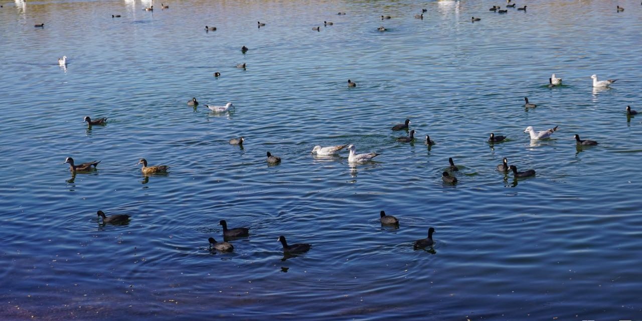 Emite Desarrollo Urbano y Ecología de Meoqui recomendaciones a visitantes durante la llegada de aves migratorias