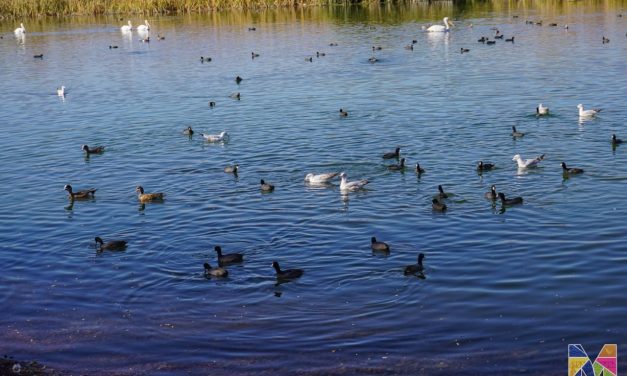 Emite Desarrollo Urbano y Ecología de Meoqui recomendaciones a visitantes durante la llegada de aves migratorias