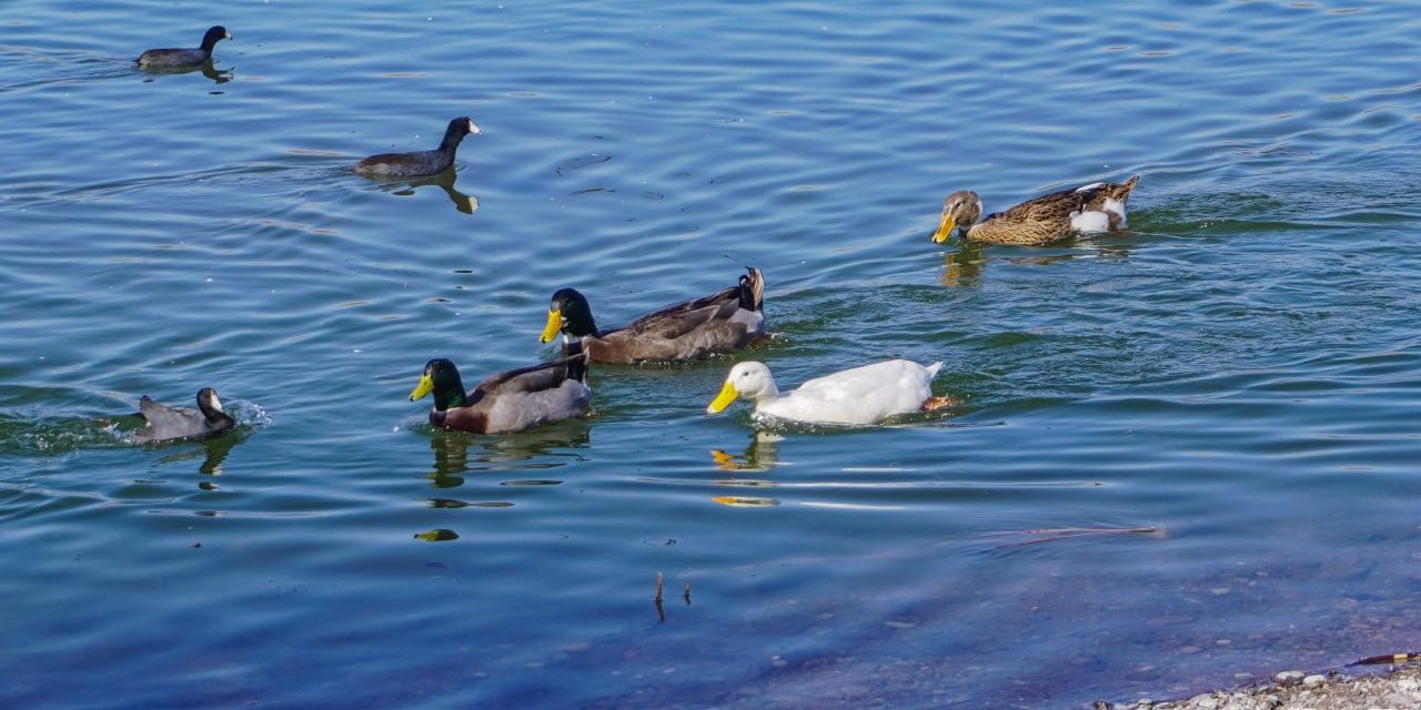 Emite Desarrollo Urbano y Ecología de Meoqui recomendaciones a visitantes durante la llegada de aves migratorias