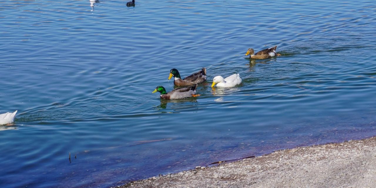 Emite Desarrollo Urbano y Ecología de Meoqui recomendaciones a visitantes durante la llegada de aves migratorias
