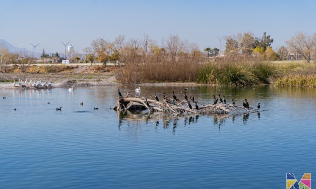 Emite Desarrollo Urbano y Ecología de Meoqui recomendaciones a visitantes durante la llegada de aves migratorias