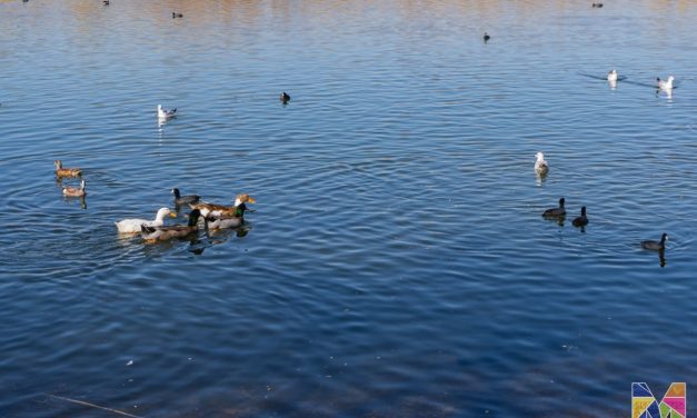 Emite Desarrollo Urbano y Ecología de Meoqui recomendaciones a visitantes durante la llegada de aves migratorias