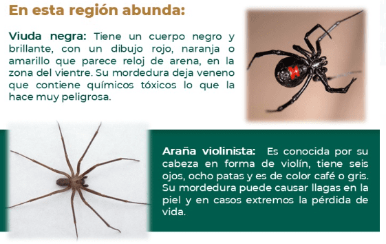 Exhorta IMSS Chihuahua a prevenir picadura de arañas, que proliferan en temporada invernal