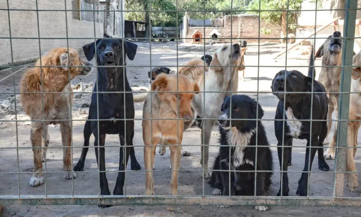 Cambia Departamento de Bienestar Animal de encargado