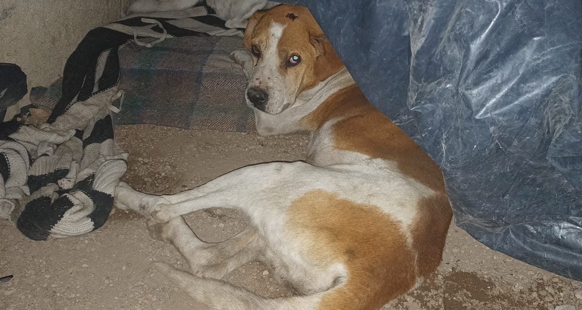 Atropellan a perrito y amenazan a su dueño