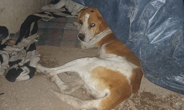Atropellan a perrito y amenazan a su dueño