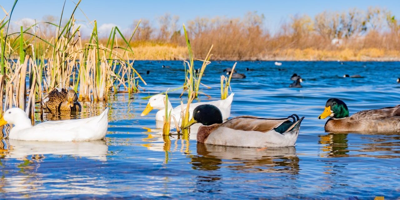 Celebran Día Mundial de los Humedales y el XII Aniversario del Sitio Ramsar 2047 Río San Pedro
