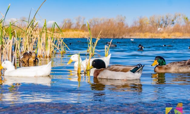 Celebran Día Mundial de los Humedales y el XII Aniversario del Sitio Ramsar 2047 Río San Pedro