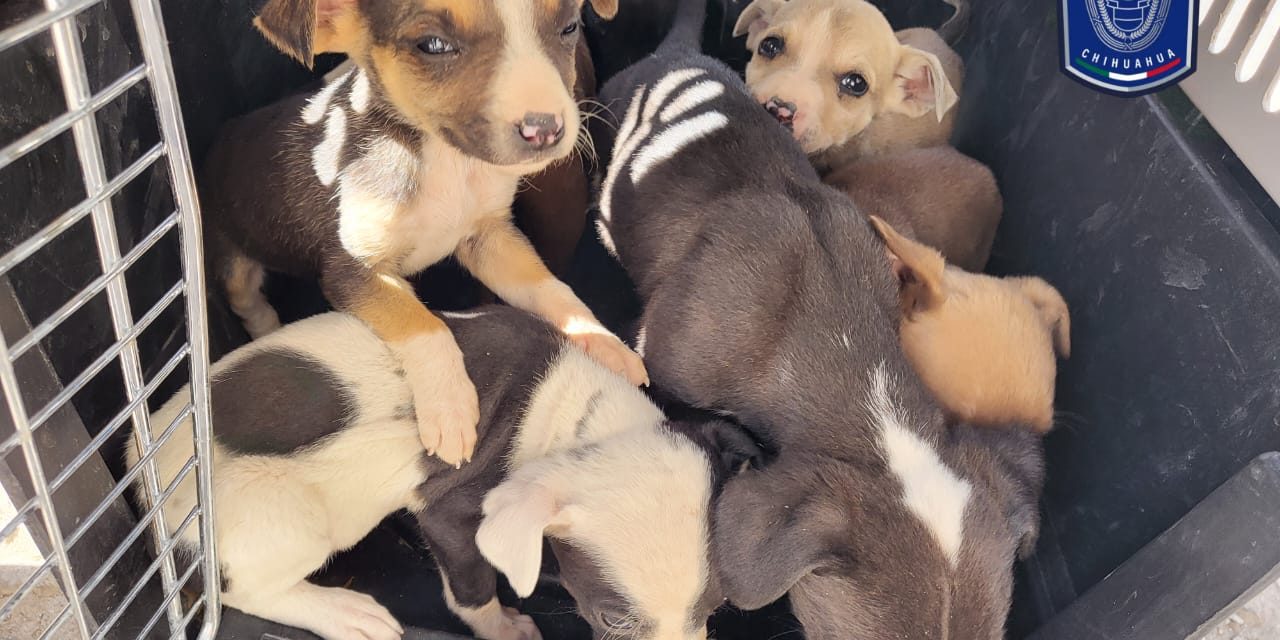 Rescata AEI a 10 caninos en situación de maltrato en Juárez