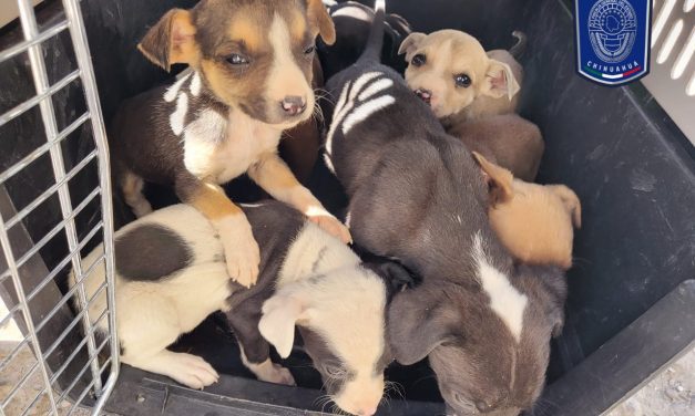 Rescata AEI a 10 caninos en situación de maltrato en Juárez
