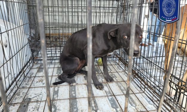 Rescata AEI a 10 caninos en situación de maltrato en Juárez
