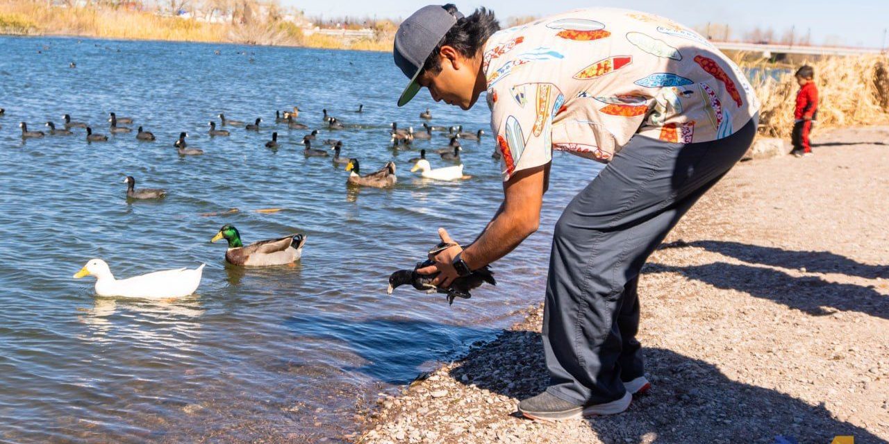 Regresan al Río San Pedro a pato rescatado en Meoqui