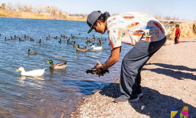 Regresan al Río San Pedro a pato rescatado en Meoqui