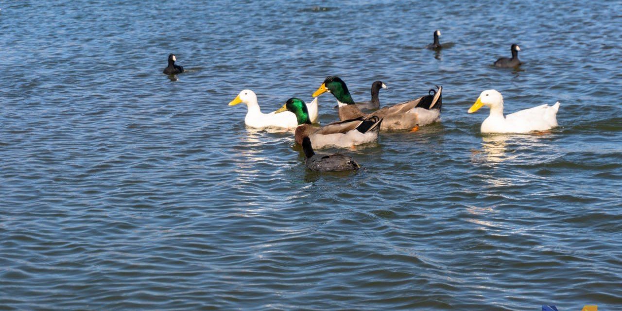 Regresan al Río San Pedro a pato rescatado en Meoqui
