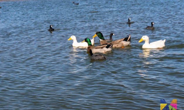 Regresan al Río San Pedro a pato rescatado en Meoqui