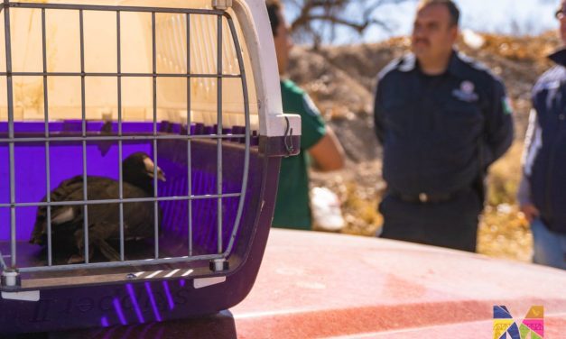 Regresan al Río San Pedro a pato rescatado en Meoqui