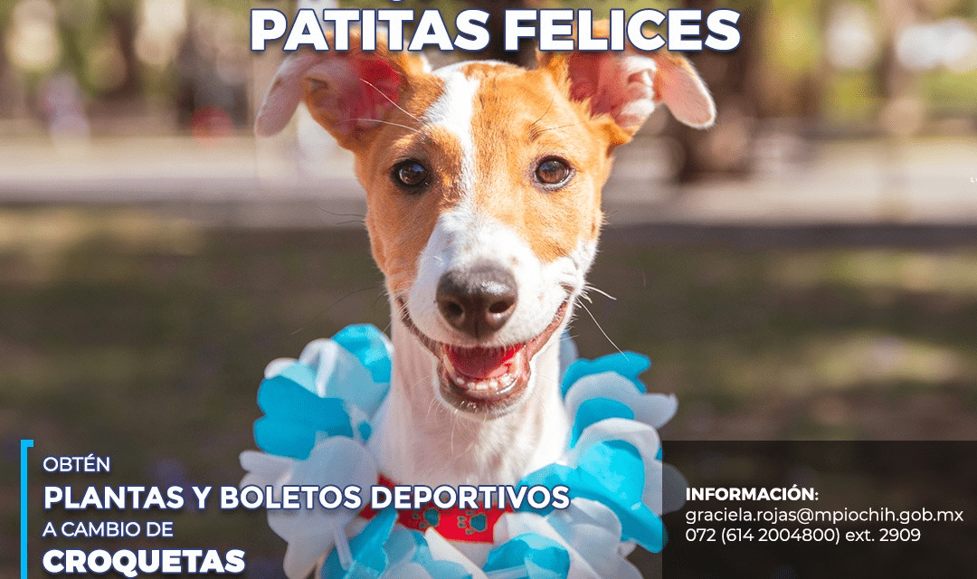 Buscan apoyar a refugio de perritos