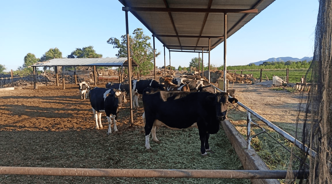 Registra campo chihuahuense pérdida de 15 mil cabezas de ganado