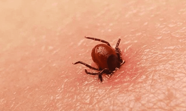 Fallece 50% de enfermos por rickettsiosis