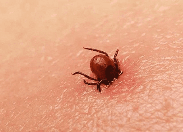 Fallece 50% de enfermos por rickettsiosis