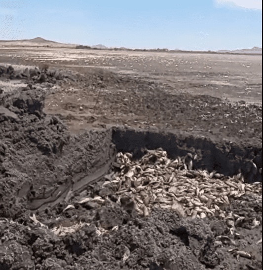 Sepultarán peces muertos de Laguna de Bustillos