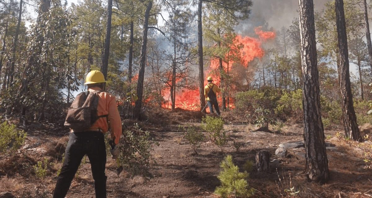 Combaten brigadas 16 incendios forestales activos en la entidad