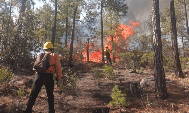 Combaten brigadas 16 incendios forestales activos en la entidad