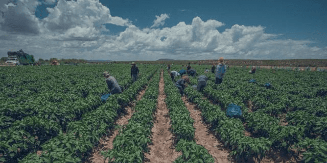 Piden reactivar financiamientos para el campo