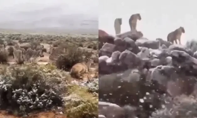 Cae nevada en África y sorprende a los animales