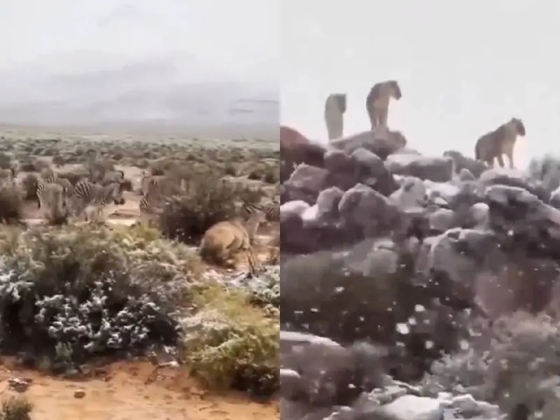Cae nevada en África y sorprende a los animales