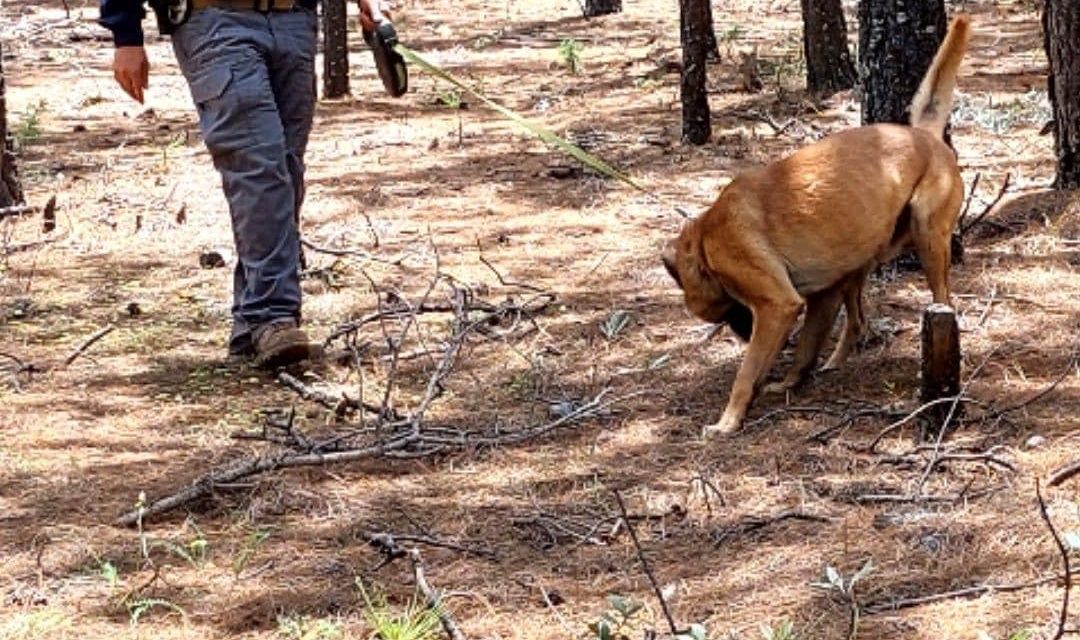 Realizan FGE y CLB inspección en Madera por cuatro desaparecidos