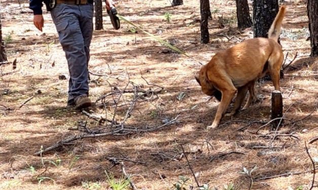Realizan FGE y CLB inspección en Madera por cuatro desaparecidos
