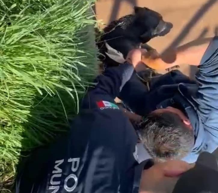 Rescatan a perrito que fue arrojado en canal en Anáhuac