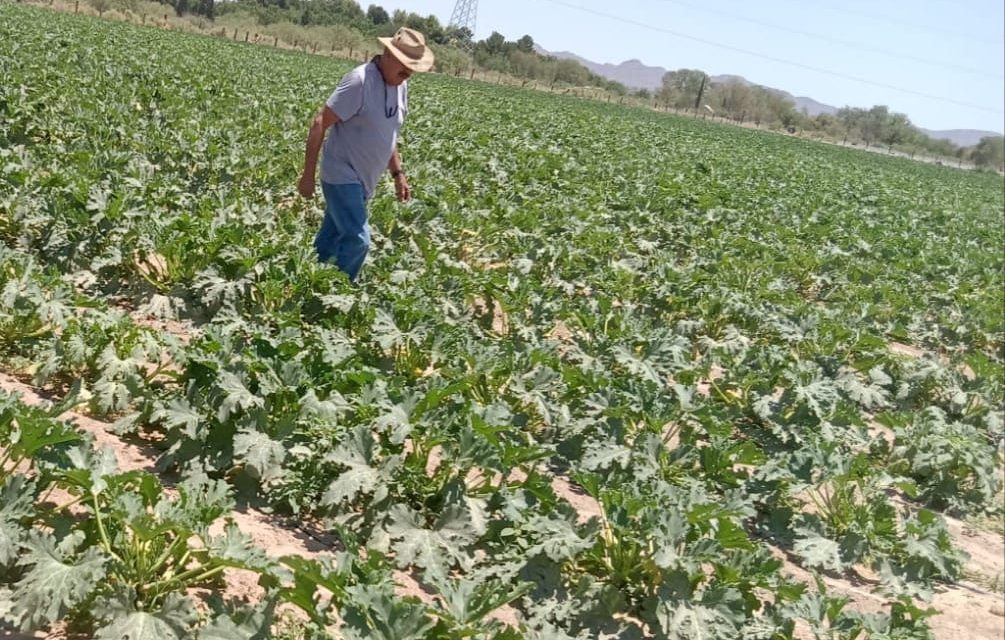 Desarrollo Rural mantiene programas de apoyo al campo