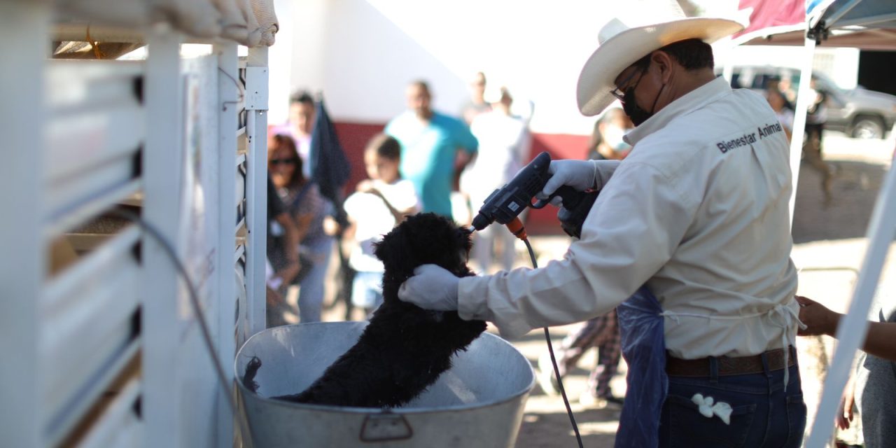 Atiende Ecología a más de mil mascotas con baños garrapaticidas