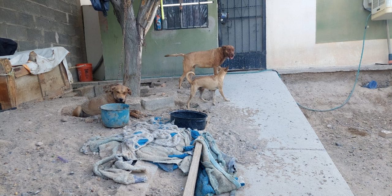 Rescatan a tres canes abandonados