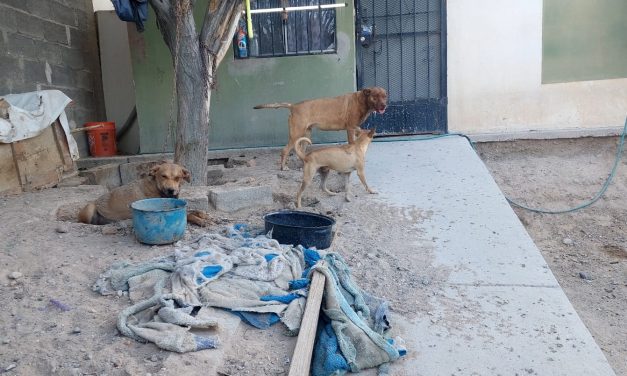 Rescatan a tres canes abandonados