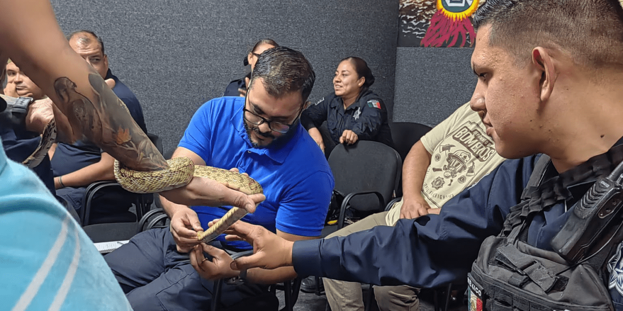 Se duplican picaduras de araña violinista y alacranes