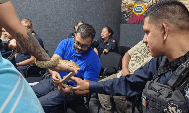 Se duplican picaduras de araña violinista y alacranes