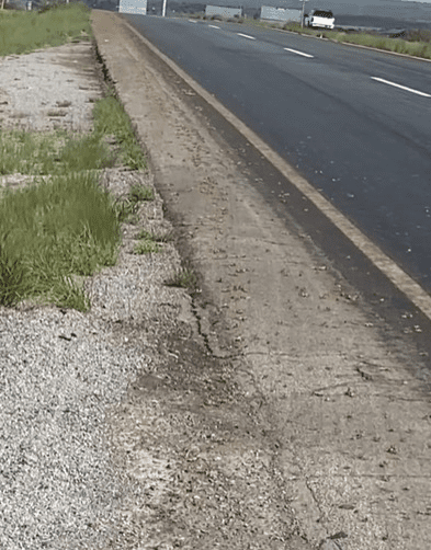 Invade plaga de chapulines a Cuauhtémoc