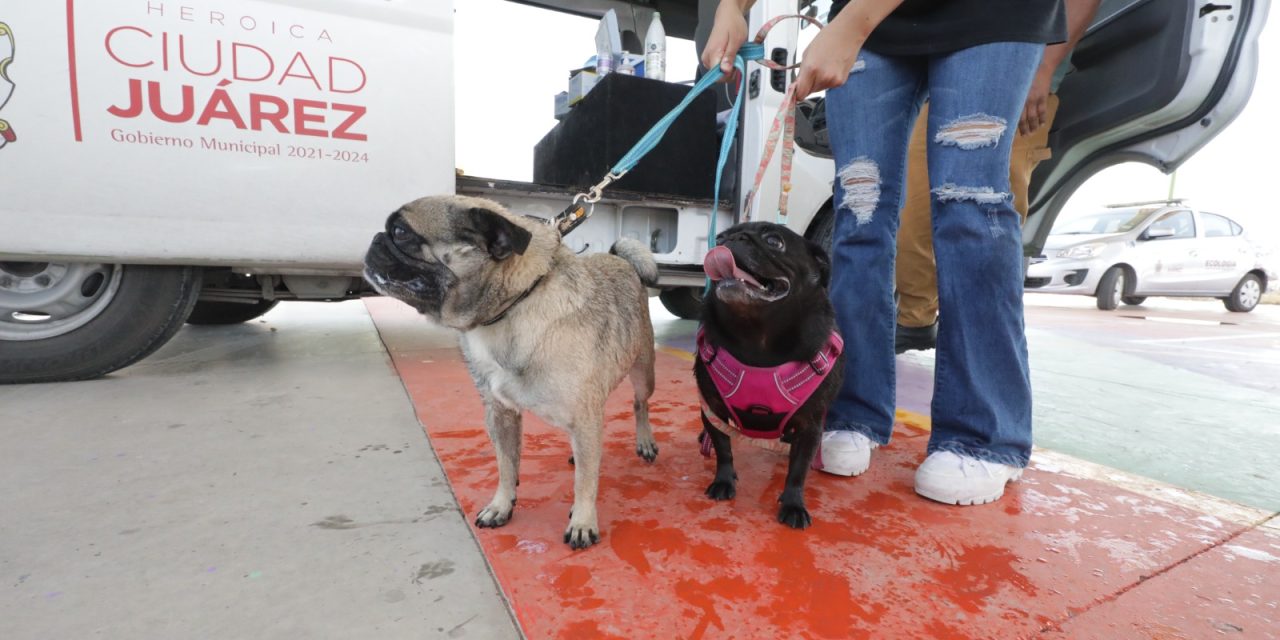 Continúan las esterilizaciones de mascotas con la ambulancia canina