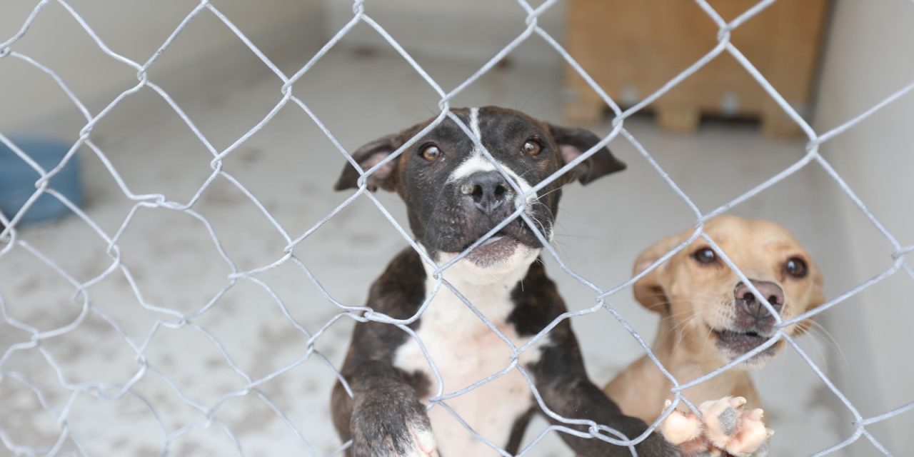 Cuenta el RAMM con 86 mascotas, en su mayoría están listas para ser adoptadas