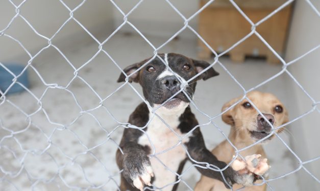 Cuenta el RAMM con 86 mascotas, en su mayoría están listas para ser adoptadas