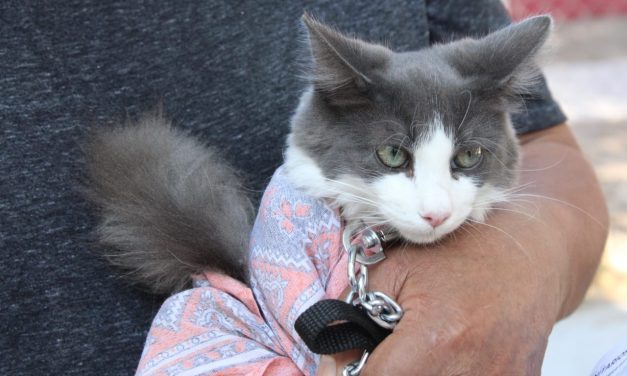Concluye con éxito el Programa de Esterilización de Mascotas
