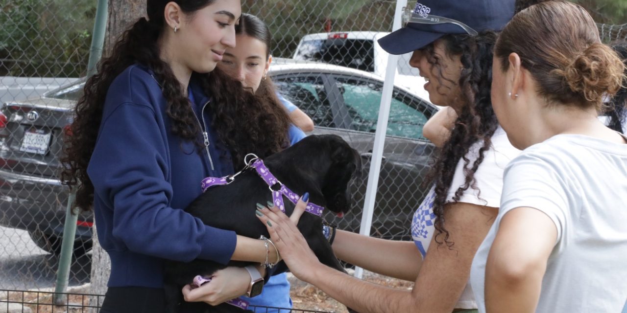 Juarenses brindan hogar a mascotas en Cruzada por la Adopción